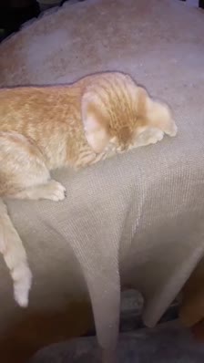 wp_story1639560708678_0